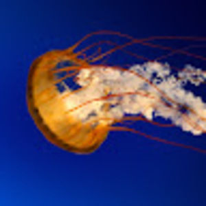 Meet your Posher, Cecelia